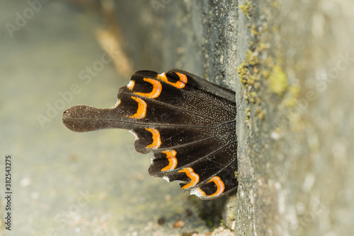 butterfly wing out of a crevice in the wall