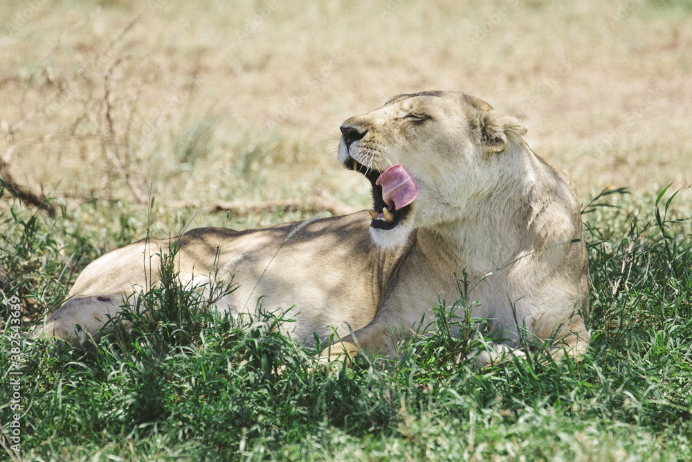 Female lion