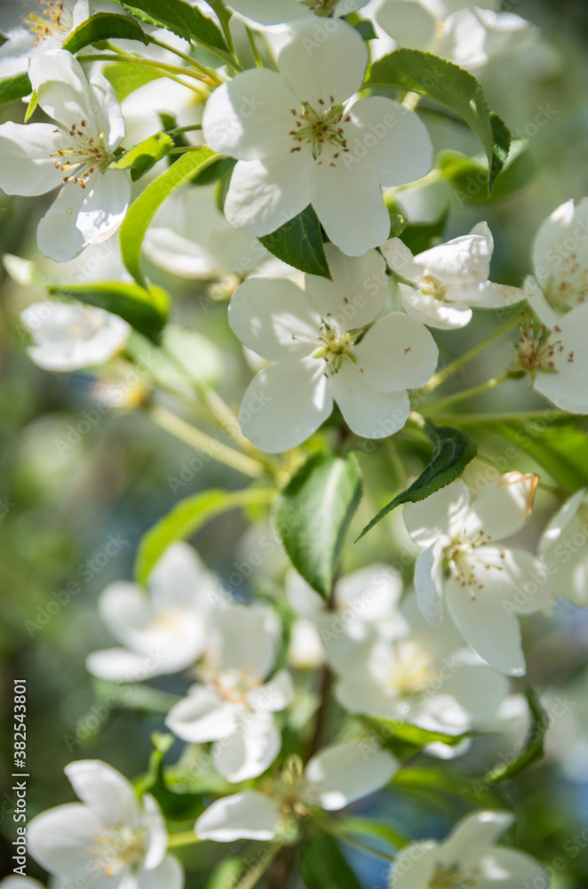 apple tree flowers apple tree flowers