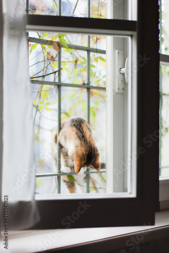 Cat entering the house through kitchen window photo