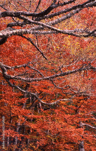 autumn leaves tree branches mosaic patterned detailed photo