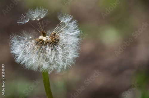 dandelion head on braun backdrop