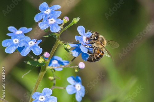 bee on blue flower forget-me-not