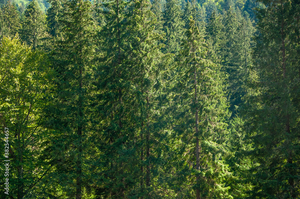 The sun's rays breaking through the mountain trees. Wallpaper from mountain spruce The sun's rays breaking through the mountain trees. Wallpaper from mountain spruce