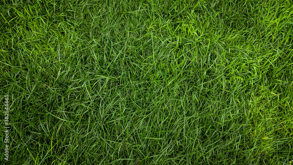 green grass background green grass background