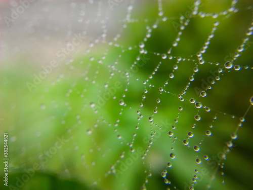 Defocused of dew on the spider web. Soft focus of dew on a web.