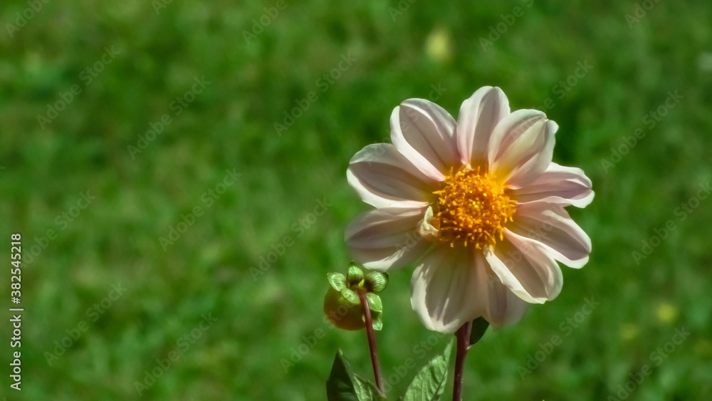 Obraz premium flower in the grass