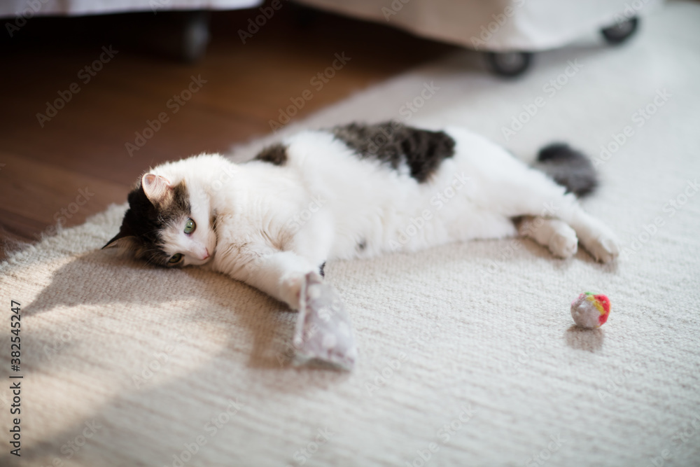 Adorable siberian cat laying on carpet and having fun with pet toys Adorable siberian cat laying on carpet and having fun with pet toys
