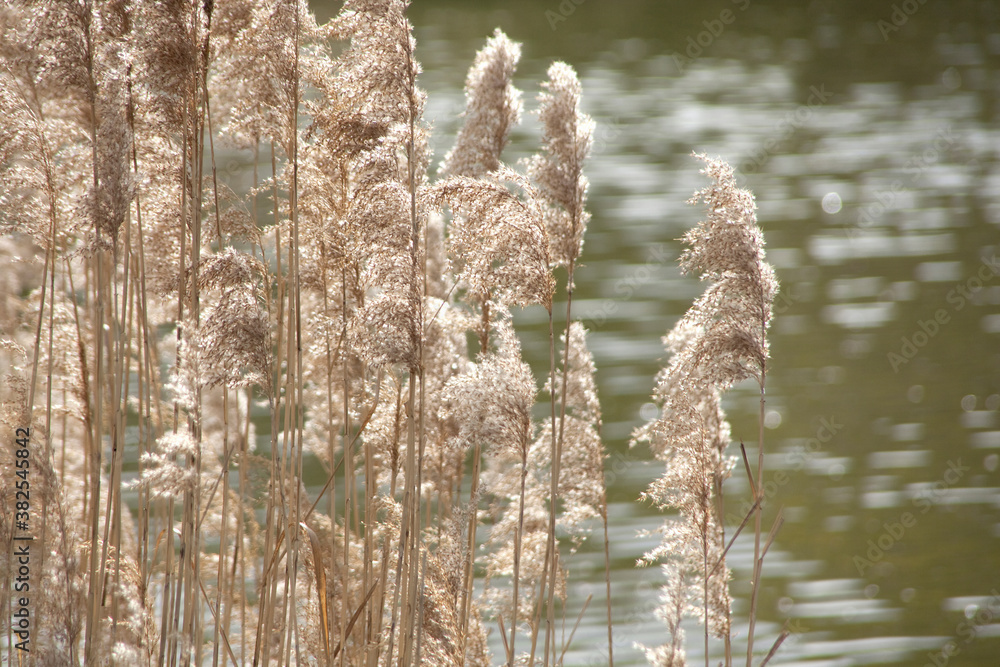 Fototapeta premium 池の畔に生えるすすき