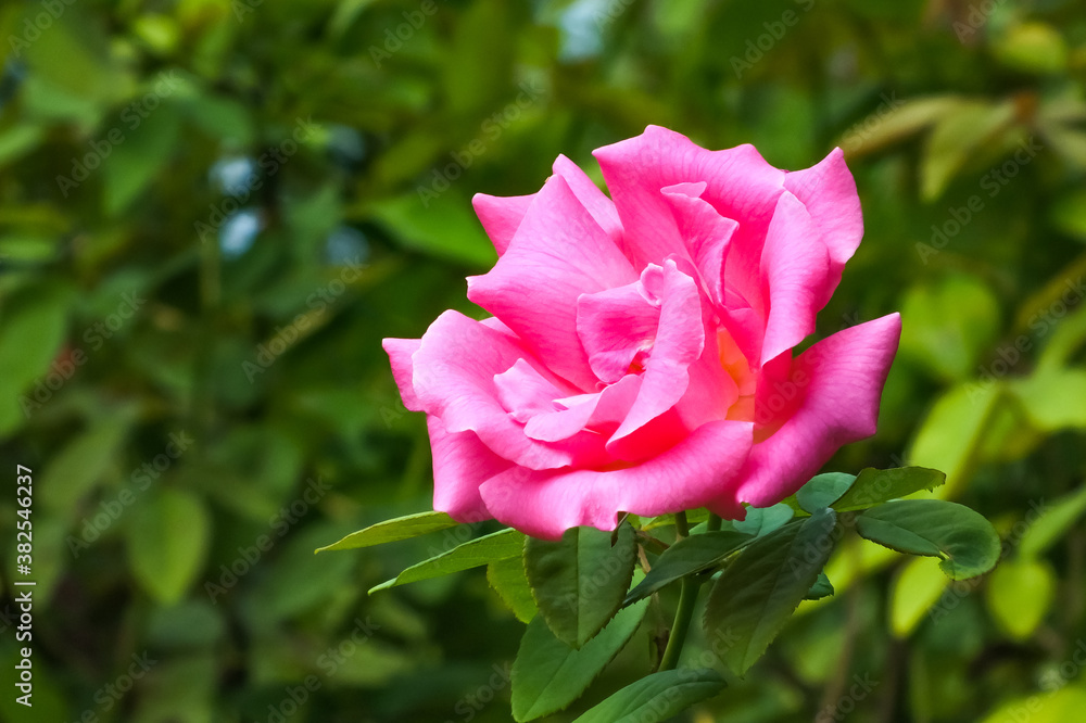 pink rose in garden