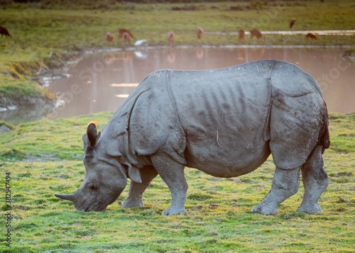 A single horn gray rhinoceros an herbivorous animal spotted grazing grass near the pond during sunset in the lush green forest of Kaziranga National Park  Assam  Northeast  India