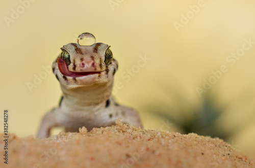 Chinese wonder gecko photo