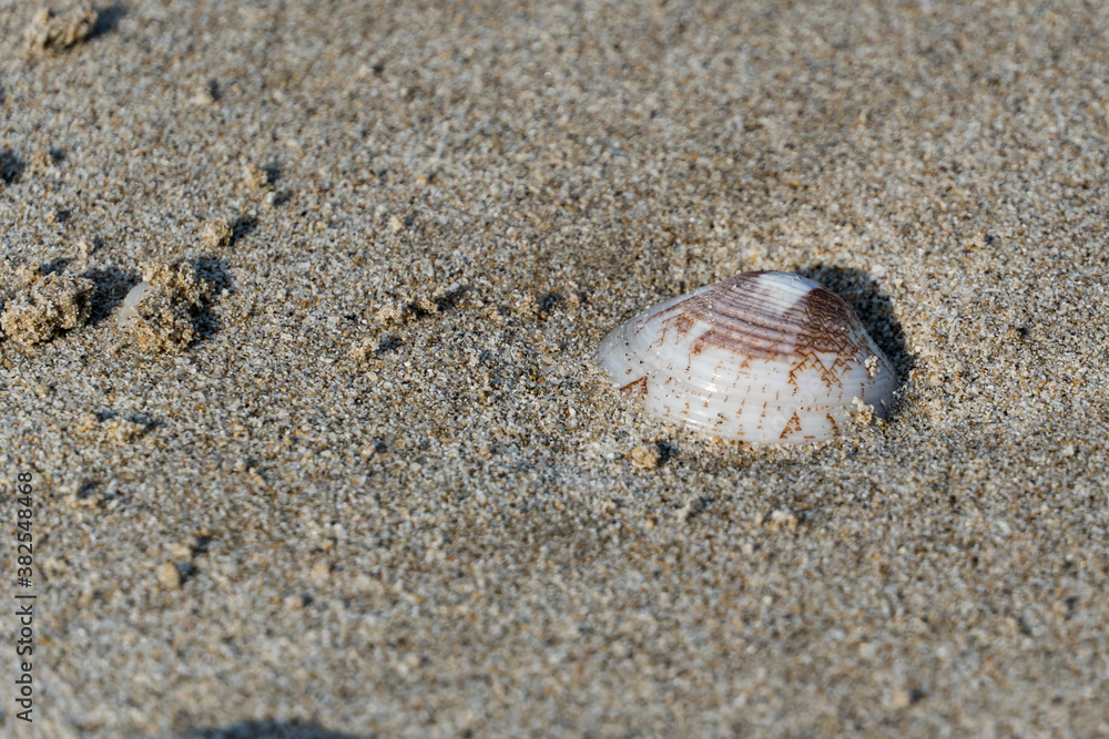 Seashells on the sandy beach on morning sunshine with copy space (selective focus)