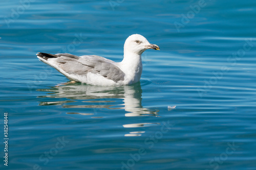 Yellow-legged gull swimming on the Adriatic Sea, Croatia