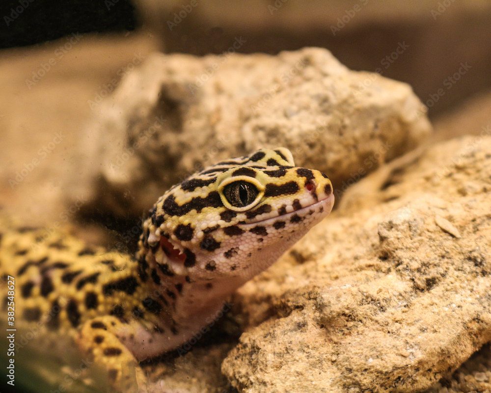 Naklejka premium lizard on a stone