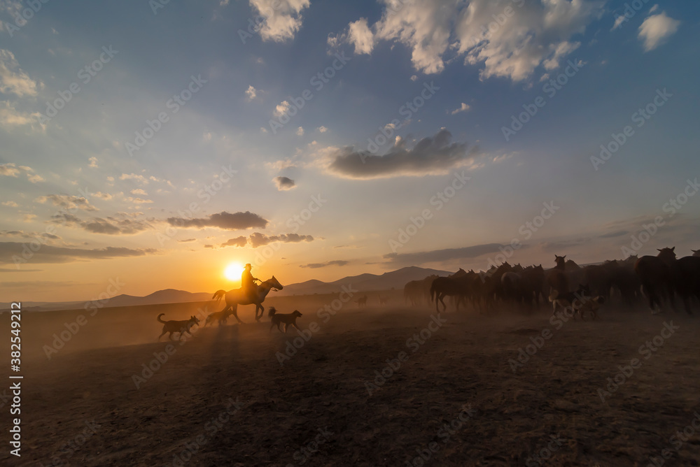 Wild horses run in foggy at sunset. Near Hormetci Village, between Cappadocia and Kayseri, Turkey Wild horses run in foggy at sunset. Near Hormetci Village, between Cappadocia and Kayseri, Turkey