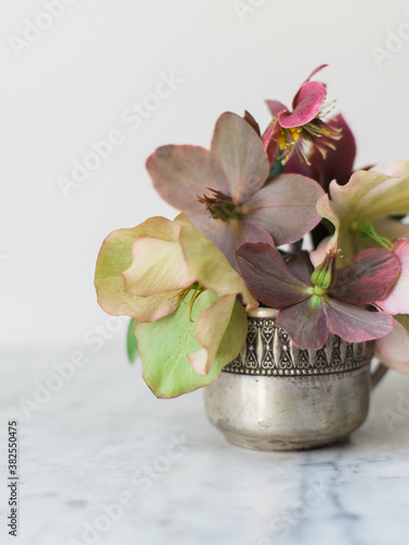 Hellebores in a tiny silver cup photo