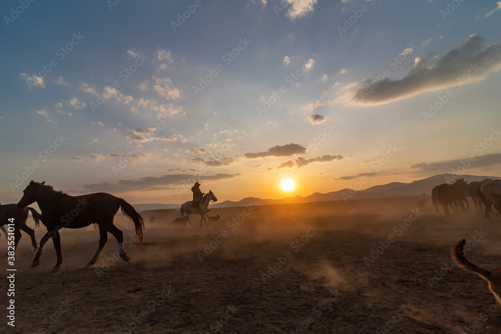 Wild horses run in foggy at sunset. Near Hormetci Village, between Cappadocia and Kayseri, Turkey Wild horses run in foggy at sunset. Near Hormetci Village, between Cappadocia and Kayseri, Turkey