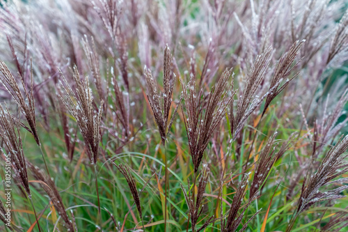 Tableau sur toile Decorative garden plant, flower, grass - Miscanthus sinensis