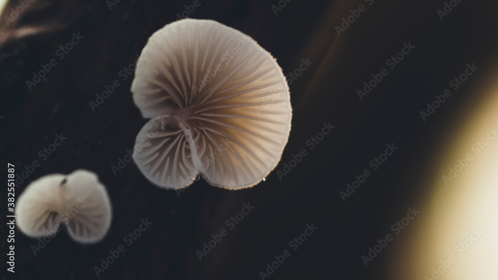 Mushroom on simple backgound Mushroom on simple backgound
