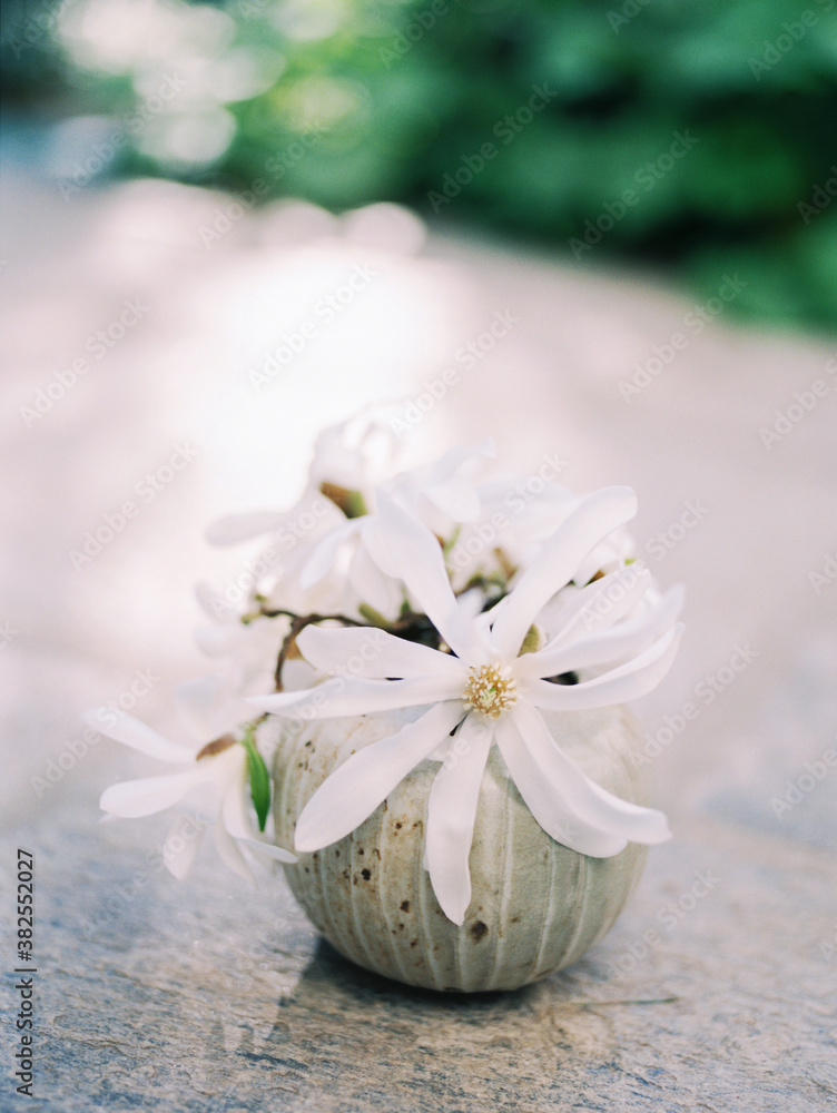 Close up of cut white magnolia flowers in porcelain vase Close up of cut white magnolia flowers in porcelain vase