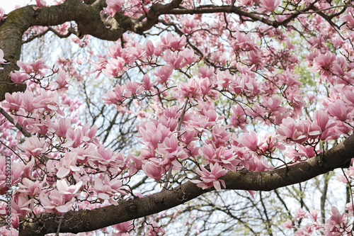 Pink magnolia tree in full bloom