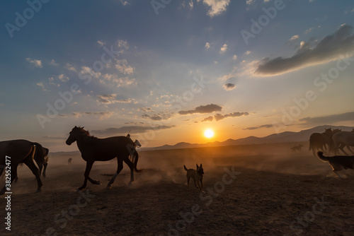 Fototapeta Naklejka Na Ścianę i Meble -  Wild horses run in foggy at sunset. Near Hormetci Village, between Cappadocia and Kayseri, Turkey