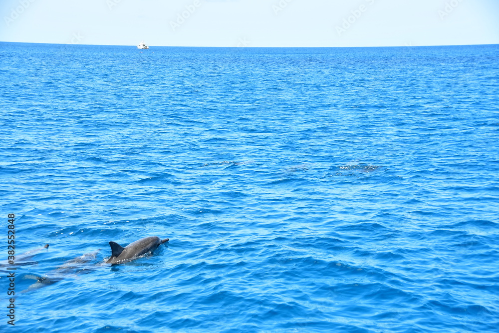 Obraz premium イルカ