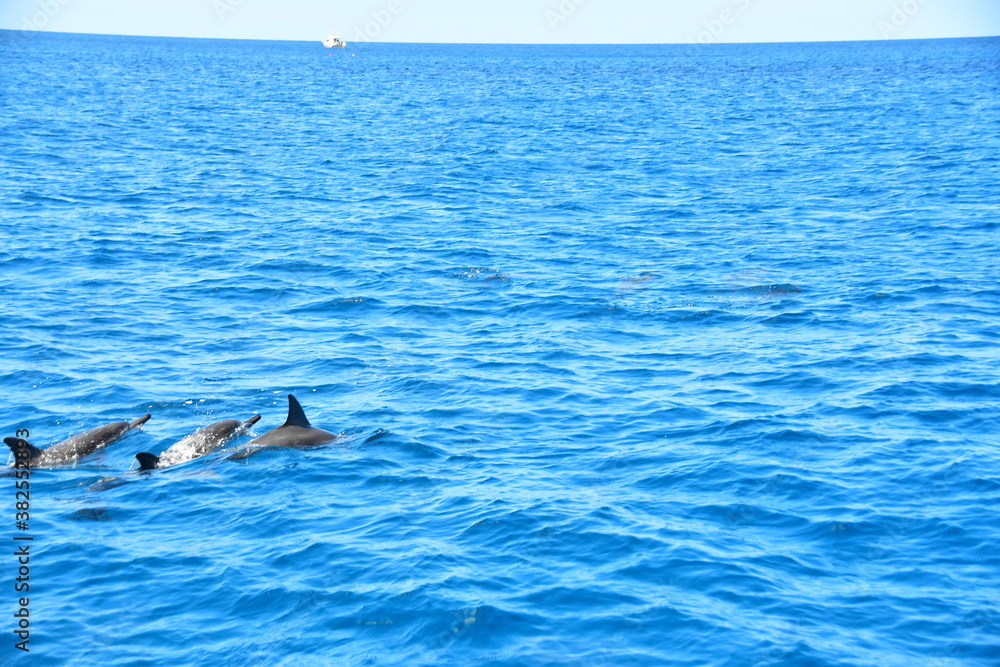 Fototapeta premium イルカ