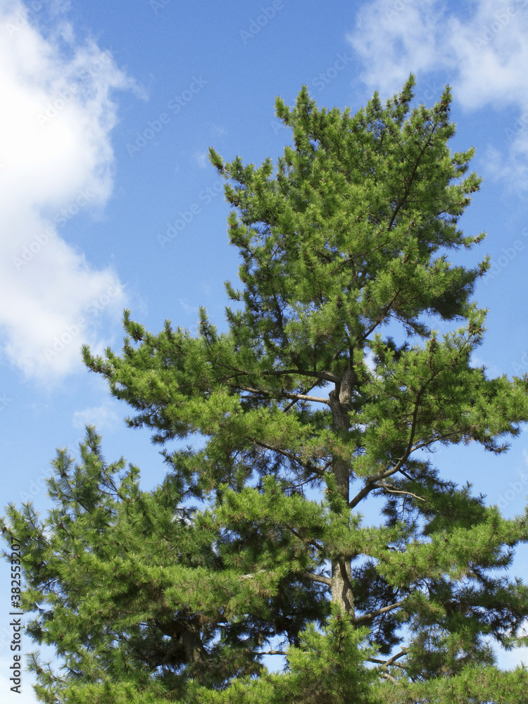 Obraz premium 青空と松