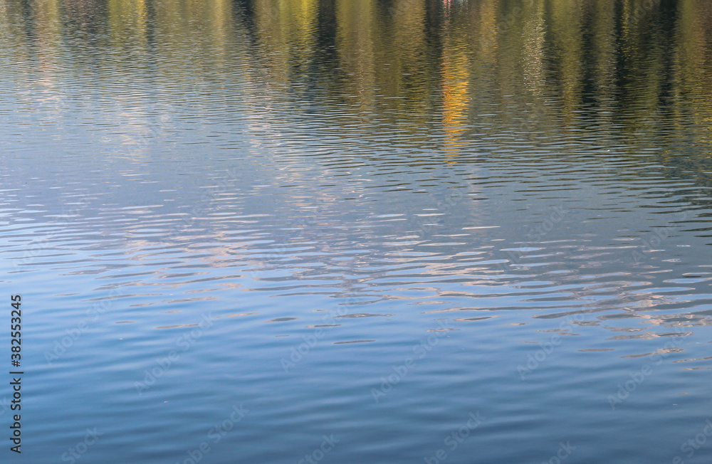 tree reflection in water