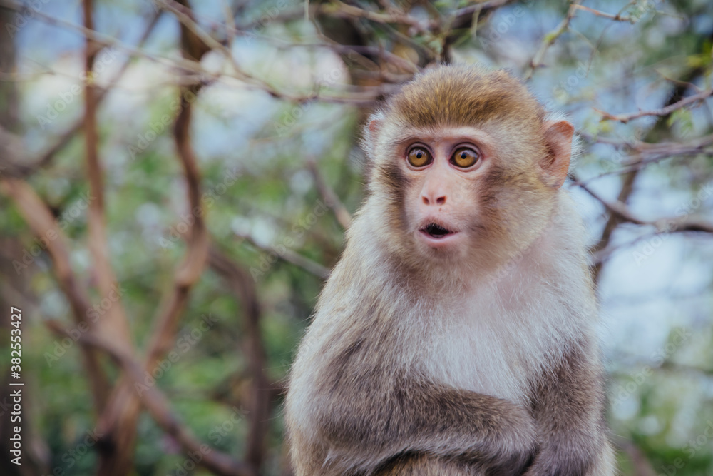 monkey in a island monkey in a island