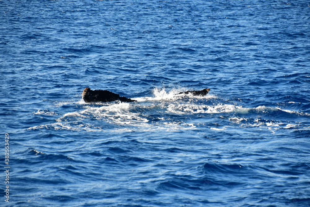 Obraz premium くじら