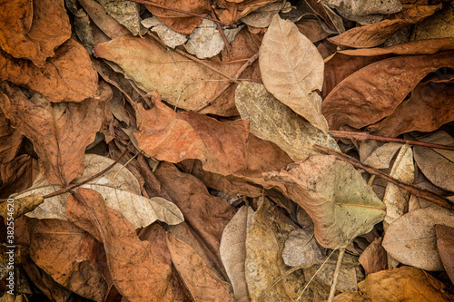 Fallen brown leaf background