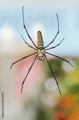 golden web spider in Thailand photo