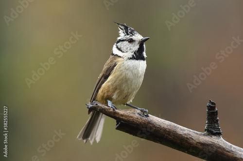 The European crested tit, or simply crested tit (Lophophanes cristatus) sitting on the branch