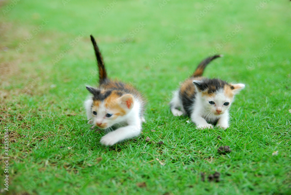 cute domestic kitten on green grass