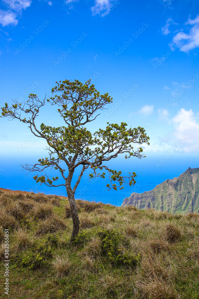 Kalalau Lookout, Na Pali Coast State Wilderness Park, Kauai, Hawaii Kalalau Lookout, Na Pali Coast State Wilderness Park, Kauai, Hawaii