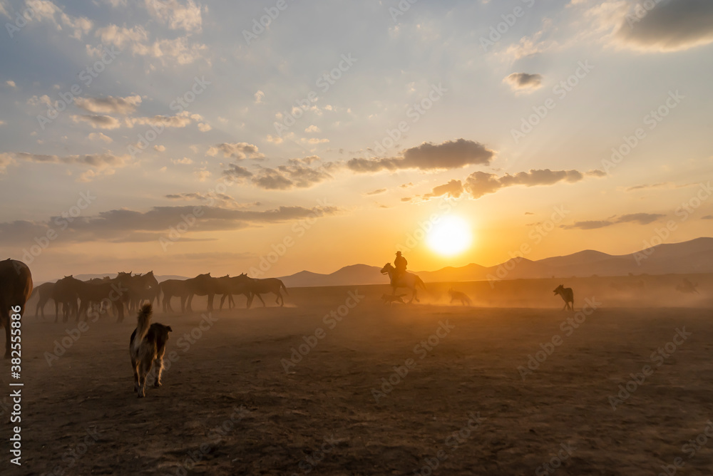 Obraz premium Wild horses run in foggy at sunset. Near Hormetci Village, between Cappadocia and Kayseri, Turkey