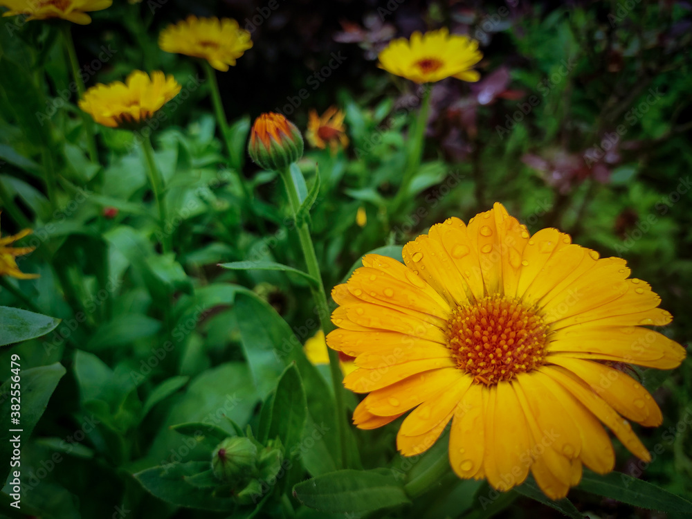Closeup shot of pot marigold flower with green background with flowers and leafs. Closeup shot of pot marigold flower with green background with flowers and leafs.