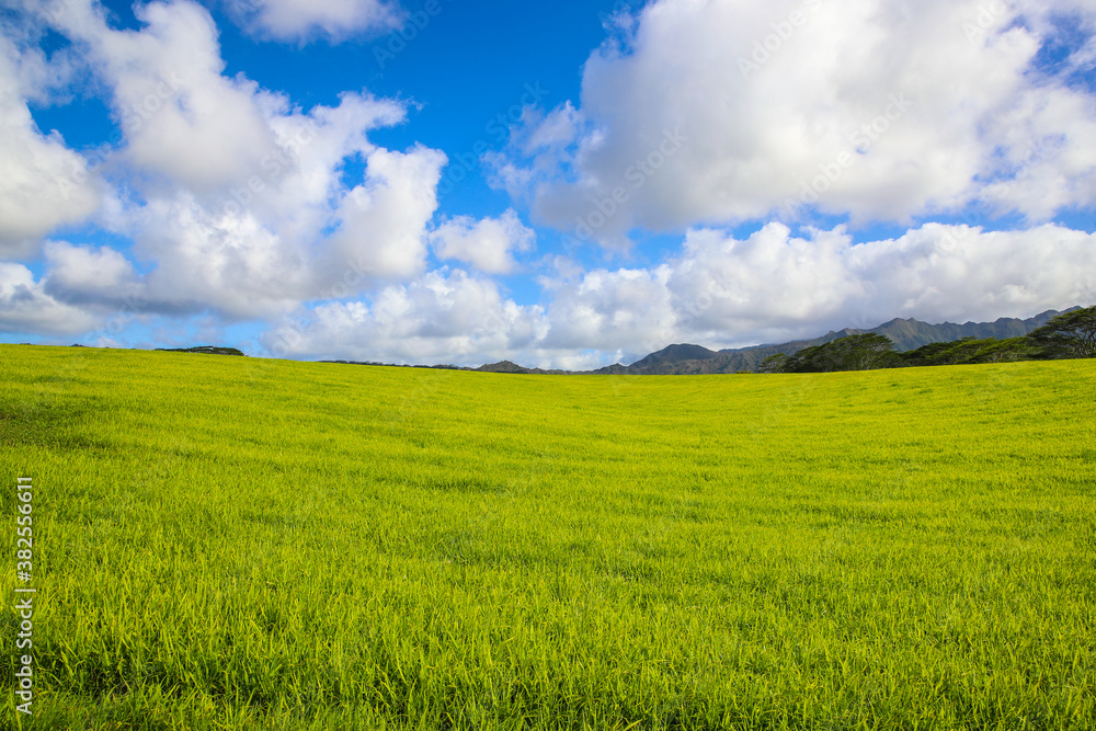Fototapeta premium Jurassic Ranch, Kauai, Hawaii 