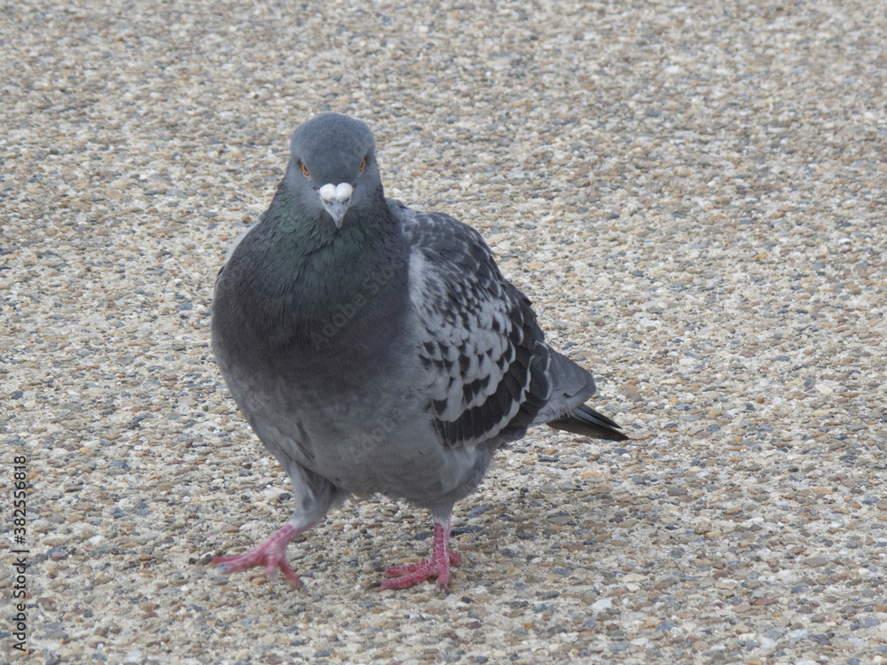 Fototapeta premium 鳩のアップ