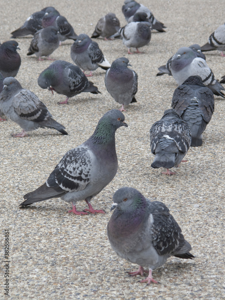 Obraz premium 公園に群がる鳩