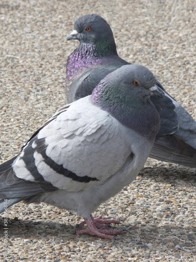 Obraz premium 鳩のアップ