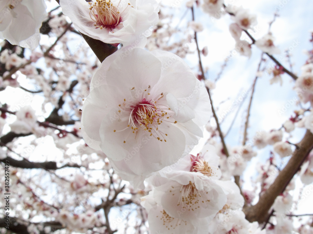 梅の花 梅の花