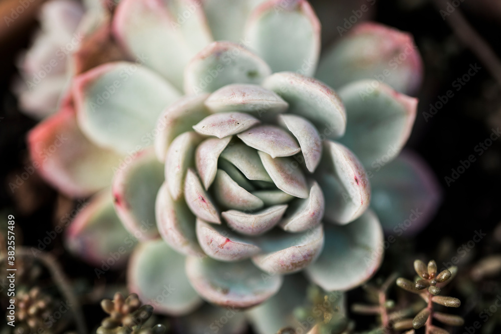 Extreme close up of Echeveria plant in pot Extreme close up of Echeveria plant in pot
