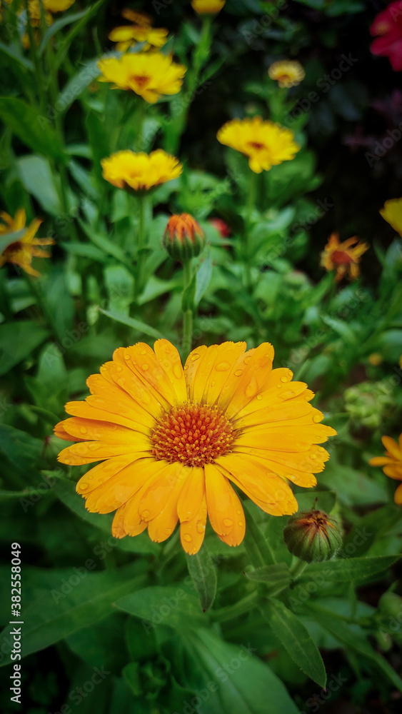 Closeup shot of pot marigold flower with green background Closeup shot of pot marigold flower with green background