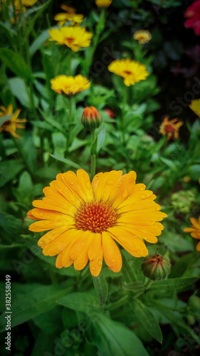 Closeup shot of pot marigold flower with green background 