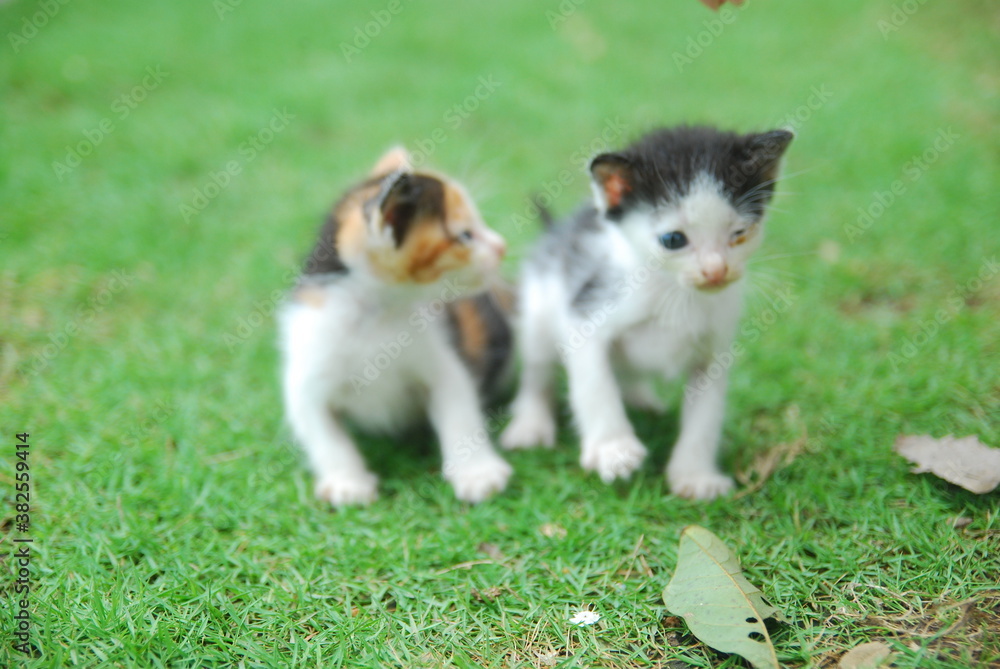 Obraz premium close up domestic kitten learns to walk on green grass