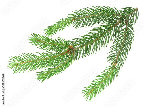 Branch of fir tree isolated on a white background. Pine branch.